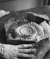 ammonite_photos_promotionnelles_282529.jpg