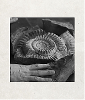 ammonite_reseaux_sociaux_282629.jpg
